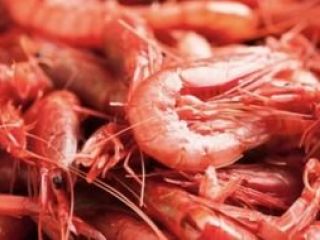 Typical red shrimp from Denia